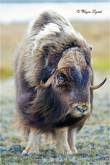 Muskoxen Bull 147 by Dr. Wayne Lynch &copy;